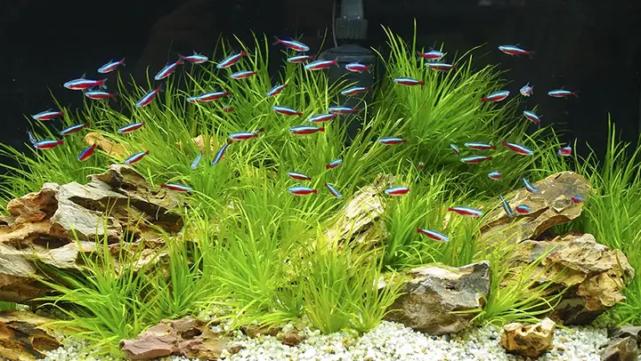 Hồ Thủy Sinh Cá Neon: Hướng Dẫn Chi Tiết Từ A-z