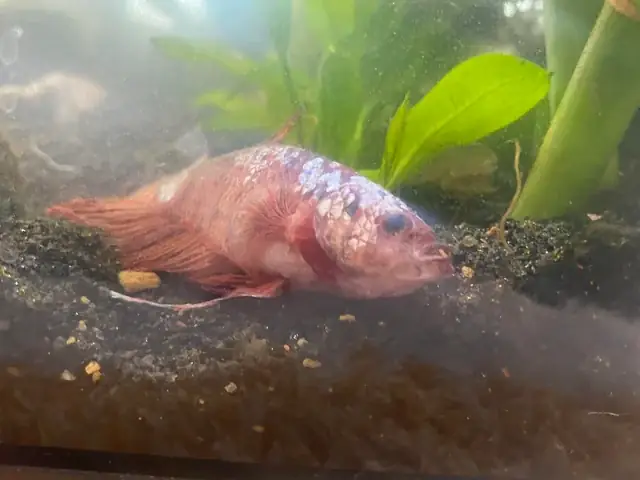 Hoạt Động Của Cá: Khi Con Người Tái Định Vị Không Gian Sống Hoạt Động Của Cá: Khi Con Người Tái Định Vị Không Gian Sống