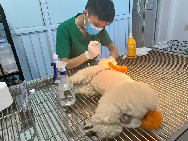 Học Thú Y Chó Mèo