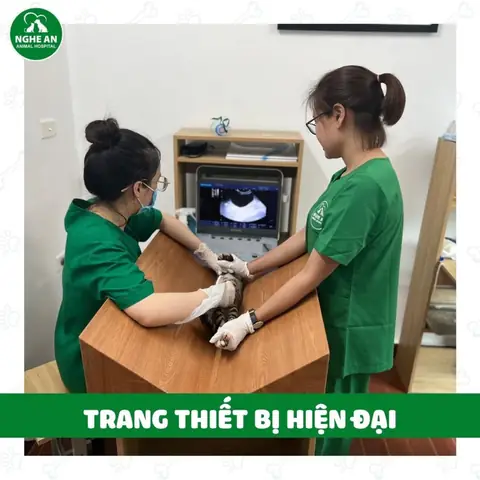 Học Thú Y Chó Mèo