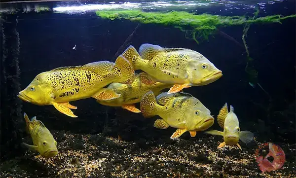 Cộng Đồng Hội Cá Hoàng Bảo Yến: Nơi Gắn Kết Đam Mê Thủy Sinh