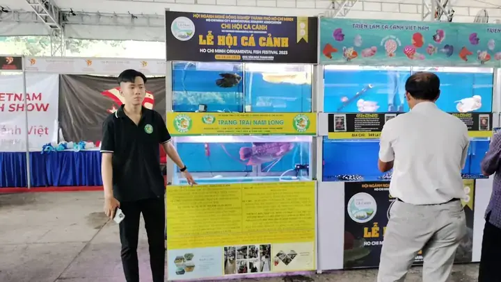 Hội Cá Cảnh Tp.hcm: Cẩm Nang Toàn Diện Về Cộng Đồng, Lễ Hội ...