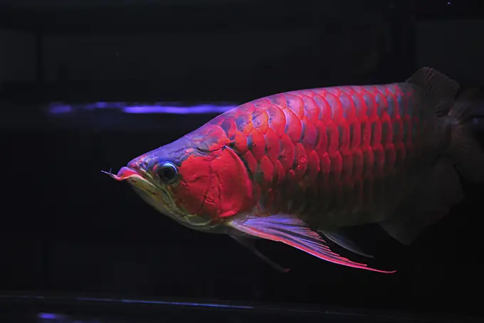 Hội Cá Rồng Hải Phòng