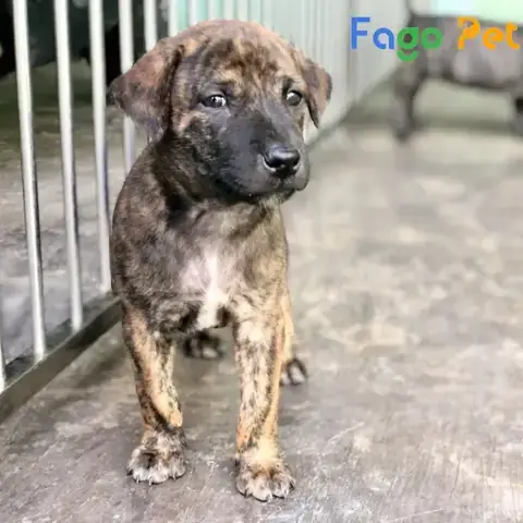 Giao Tiếp Chuyên Nghiệp Và Minh Bạch