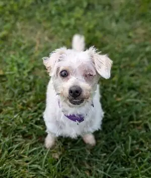 Hội Chó Poodle Hà Nội: Cộng Đồng Thú Cưng Thân Thiện Và Chuyên Nghiệp