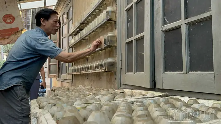 Làng Yên Phụ - Nơi Lưu Truyền Thú Chơi Cá Cảnh Của Người Hà Nội