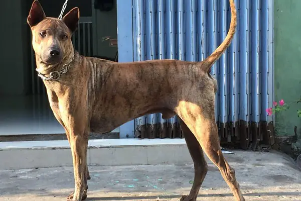 Hội Mua Bán Chó Rottweiler: Toàn Cảnh Thị Trường Và Hướng Dẫn Chọn Mua