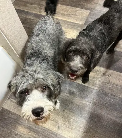 Hội Những Người Yêu Chó: Cộng Đồng, Giá Trị, Và Những Điều Cần Biết