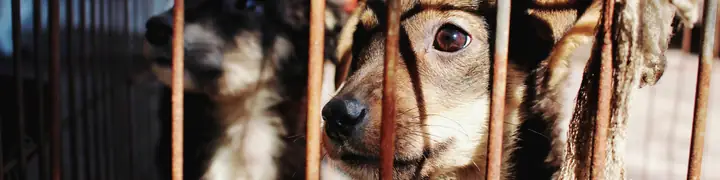 Hội Yêu Chó Mèo Tphcm