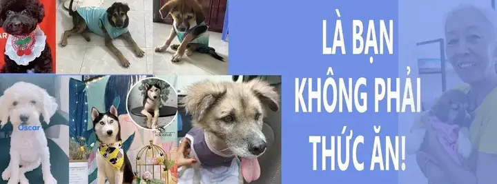 Hướng Dẫn Tìm Và Tham Gia Hội Yêu Chó Mèo Tphcm