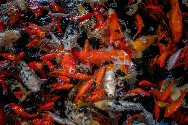 Phong Cách Kết Hợp Sáng Tạo: Dấu Ấn Cá Nhân