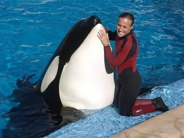 Huấn Luyện Cá Voi: Khi Loài Động Vật Đáng Yêu Trở Thành "gián Điệp Đại Dương"