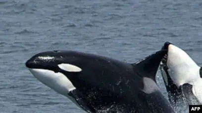 Huấn Luyện Cá Voi: Khi Loài Động Vật Đáng Yêu Trở Thành "gián Điệp Đại Dương"