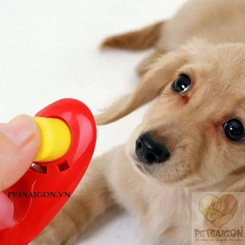 Hướng Dẫn Chi Tiết Huấn Luyện Chó Bằng Clicker Cho Người Mới Bắt Đầu
