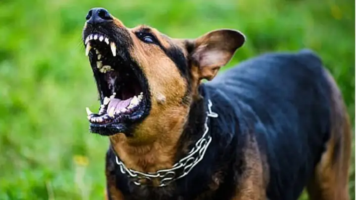 Huấn Luyện Chó Becgie Các Bài Tập Phát Triển Thân Hình