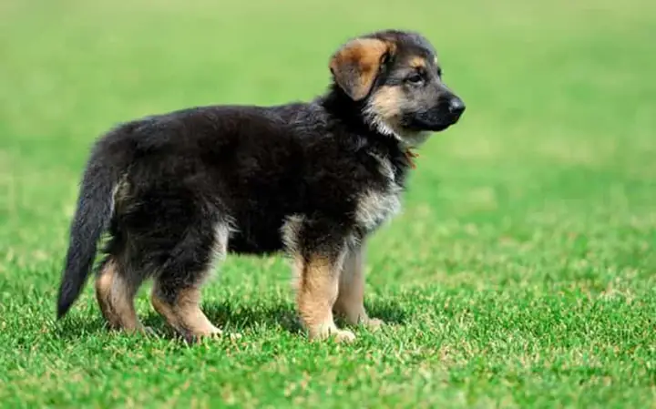 Huấn Luyện Chó Becgie Đi Vệ Sinh Đúng Chỗ