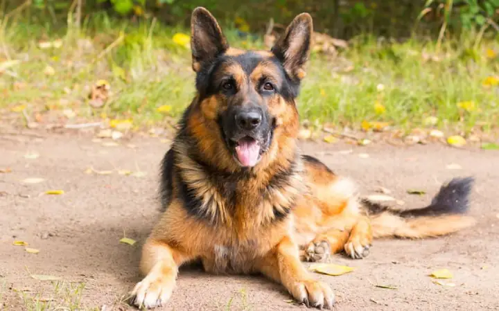 1chó Becgie Là Chó Gì?