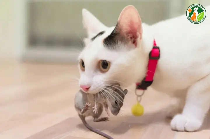 Mèo Bị Hôi Miệng Do Ăn Đồ Ăn Có Mùi Hôi Nồng