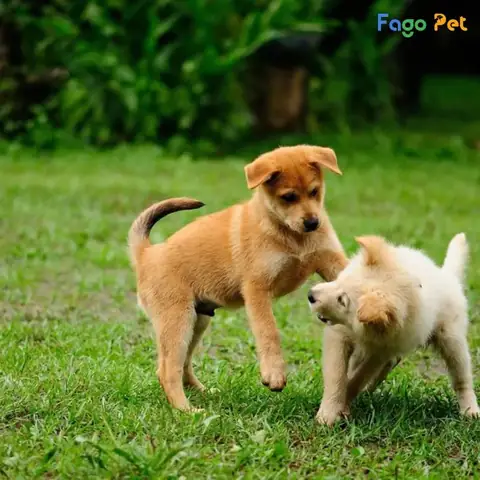 Tại Sao Cần Huấn Luyện Chó Con 2 Tháng Tuổi