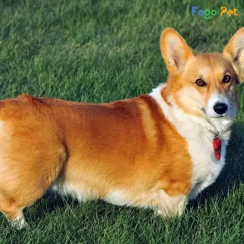 Cách Dạy Chó Corgi Đi Vệ Sinh Đúng Chỗ Cách Dạy Chó Corgi Đi Vệ Sinh Đúng Chỗ