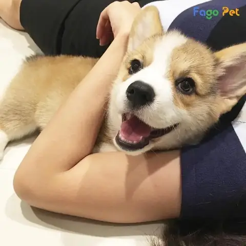 Những Điều Cần Biết Về Cách Dạy Chó Corgi Đi Vệ Sinh Đúng Chỗ Những Điều Cần Biết Về Cách Dạy Chó Corgi Đi Vệ Sinh Đúng Chỗ