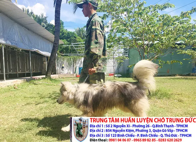 Huấn Luyện Chó Cảnh Uy Tín, Chất Lượng