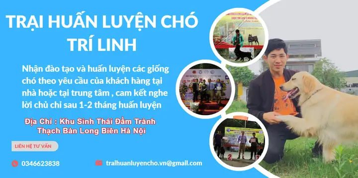 Một Trại Huấn Luyện Chó Hay Trung Tâm Huấn Luyện Chó Chuyên Nghiệp Không Chỉ Giúp Cún Cưng Trở Nên Ngoan Ngoãn Mà Còn Hỗ Trợ Chủ Nhân Trong Việc Chăm Sóc Và Giáo Dục Thú Cưng Đúng Cách. Nếu Bạn Đang Tìm Kiếm Một Địa Chỉ Uy Tín Tại Hà Nội Và Khu Vực Miền Bắc Như Hà Nam Thái Bình Hải Phòng Quảng Ninh Hưng Yên Bắc Ninh Dưới Đây Là Những Trung Tâm Huấn Luyện Chất Lượng Mà Bạn Có Thể Tham Khảo.