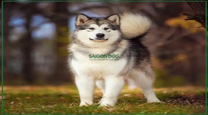 Huấn Luyện Chó Kéo Xe: Toàn Cảnh Từ Lịch Sử Đến Phương Pháp Hiện Đại