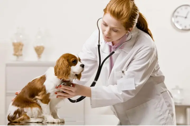 Tình Trạng Hiện Tại Của Chú Chó Tình Trạng Hiện Tại Của Chú Chó