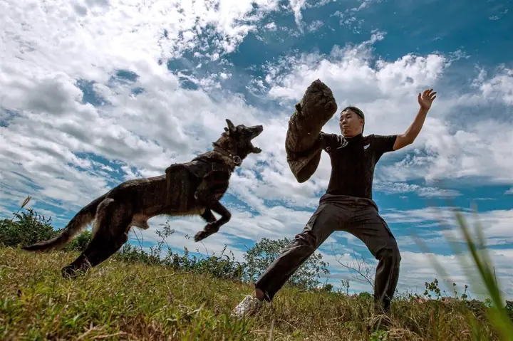 Huấn Luyện Chó Nghiệp Vụ Công An Huấn Luyện Chó Nghiệp Vụ Công An