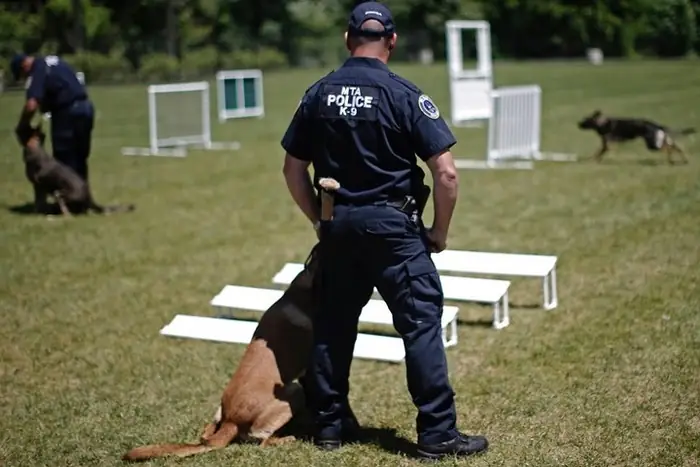 Quy Trình Huấn Luyện Chó Nghiệp Vụ Ở Mỹ: Từ Tuyển Chọn Đến Chiến Công Quy Trình Huấn Luyện Chó Nghiệp Vụ Ở Mỹ: Từ Tuyển Chọn Đến Chiến Công