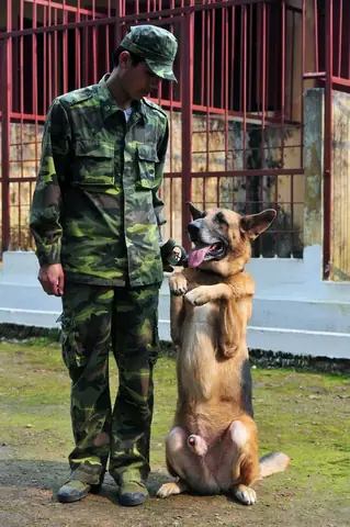 Huấn Luyện Chó Nghiệp Vụ Việt Nam