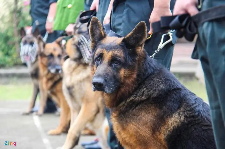 Huấn Luyện Chó Nghiệp Vụ Việt Nam