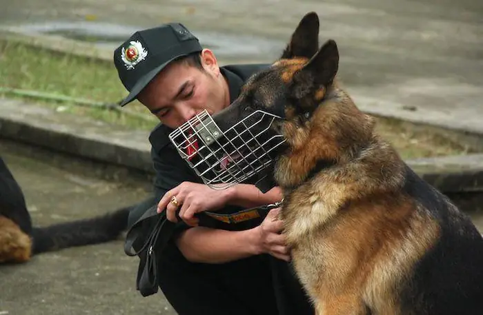 Huấn Luyện Chó Nghiệp Vụ Việt Nam