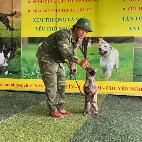 Lý Do Nên Huấn Luyện Chó Phú Quốc