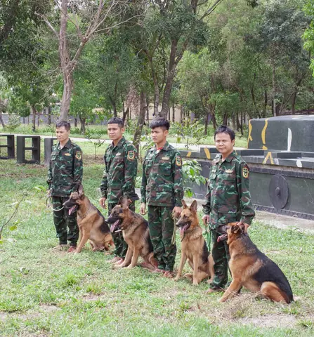 Chúng Tôi Thiết Kế 4 Chương Trình Huấn Luyện Chó Chuyên Biệt