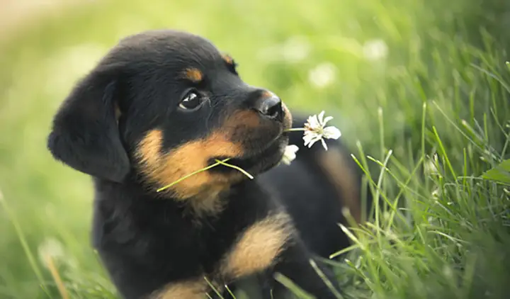 Cách Huấn Luyện Chó Đi Vệ Sinh Đúng Chỗ