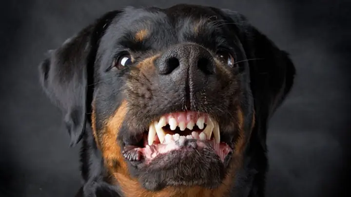 Huấn Luyện Chó Rottweiler Kêu, Sủa
