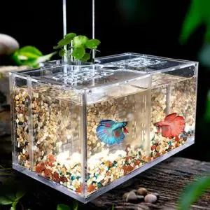 Hướng Dẫn Làm Bể Cá Thủy Sinh