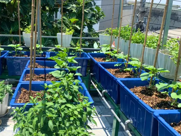 Lợi Ích Của Hệ Thống Aquaponics Trồng Rau Nuôi Cá