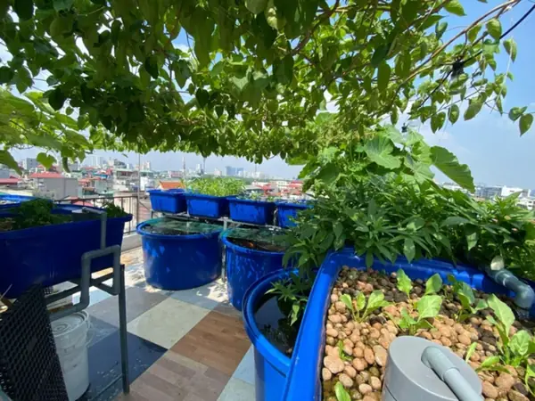 Cách Vận Hành Và Chăm Sóc Hệ Thống Aquaponics