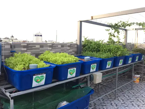 Hướng Dẫn Lắp Đặt Hệ Thống Aquaponics
