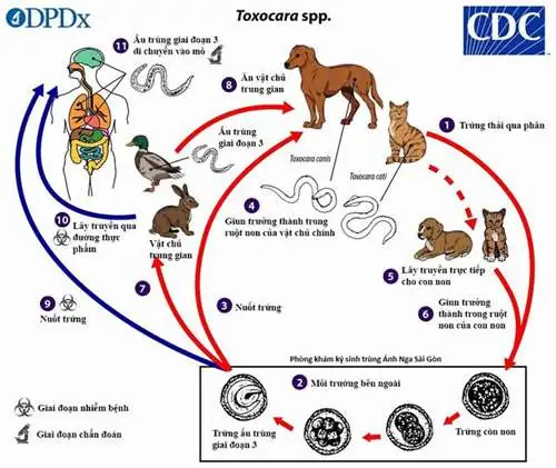 Ivermectin 6mg Trị Sán Chó