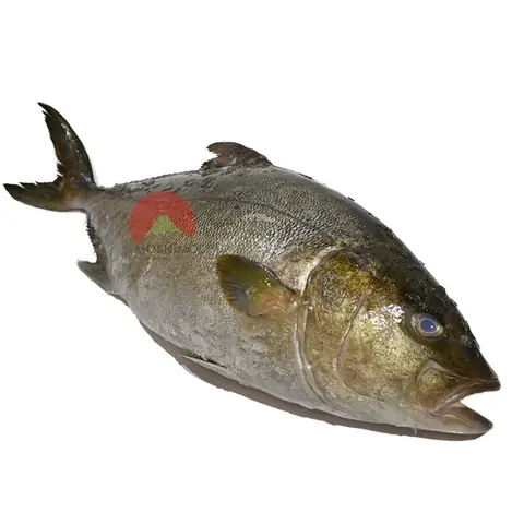 Cá Cam Kampachi Nguyên Con