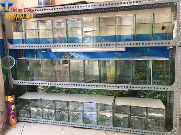 Kệ Bể Cá Bằng Sắt: Toàn Cảnh Từ Chất Liệu Đến Thiết Kế & Bảo Quản