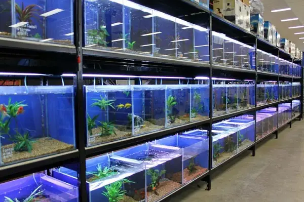 100+ Mẫu Kệ Để Bể Cá Đẹp, Ấn Tượng, Thu Hút Tài Lộc