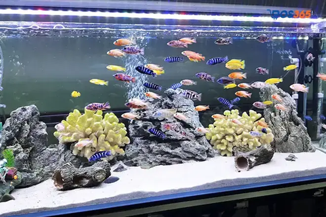 Tại Sao Cần Lập Kế Hoạch Kinh Doanh Cá Cảnh?