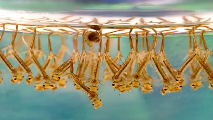 2bọ Gậy (lăng Quăng)