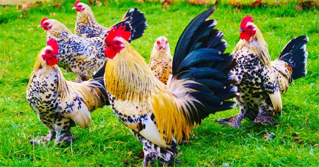 Kể Kỉ Niệm Về Con Gà Bông