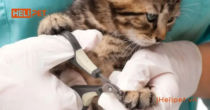 Vì Sao Nên Dùng Kềm Cắt Móng Chó Mèo? Vì Sao Nên Dùng Kềm Cắt Móng Chó Mèo?